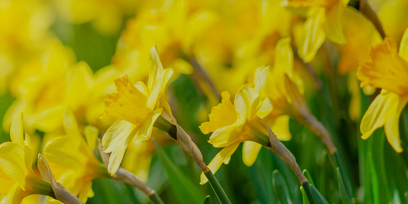 Easter 8 800px